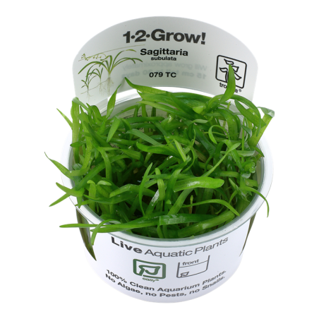 Tropica Sagittaria subulata 1-2 Grow