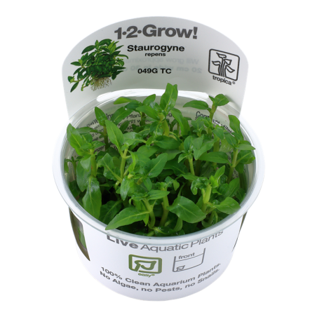 Tropica Staurogyne repens 1-2 Grow