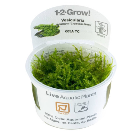 Tropica Vesicularia montagnei "Christmas moss" 1-2 Grow