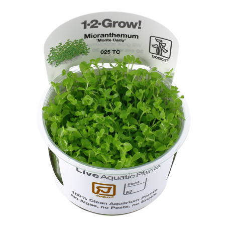 Tropica Micranthemum tweediei "Monte Carlo" 1-2 Grow