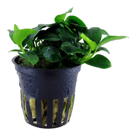 Tropica Anubias barteri "Petite"