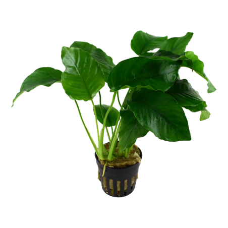 Tropica Anubias barteri var barteri
