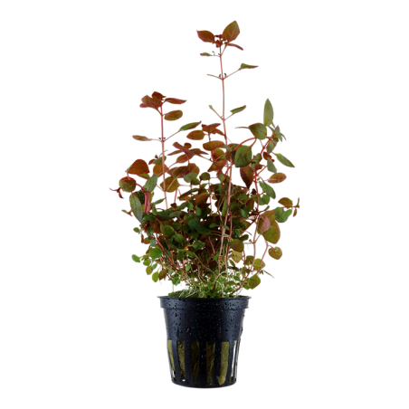 Tropica Ludwigia palustris "Super Red"