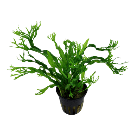 Tropica Microsorum pteropus "Windelov"