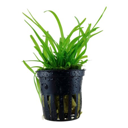 Tropica Sagittaria subulata