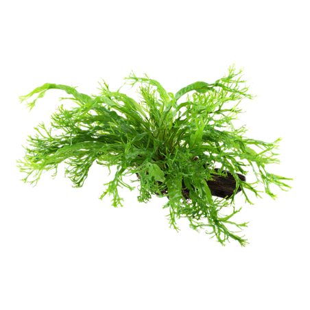 Tropica Microsorum pteropus "Windelov em Tronco