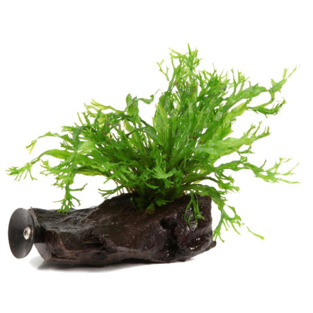 Tropica Microsorum pteropus "Windelov" em Tronco com Ventosa