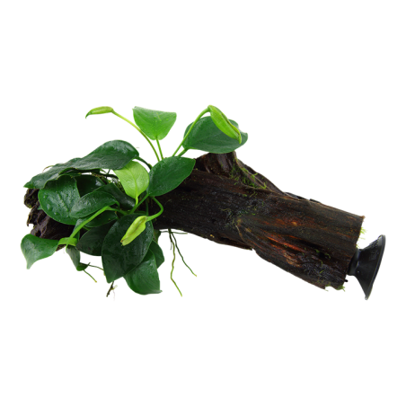 Tropica Anubias barteri nana em Tronco com Ventosa