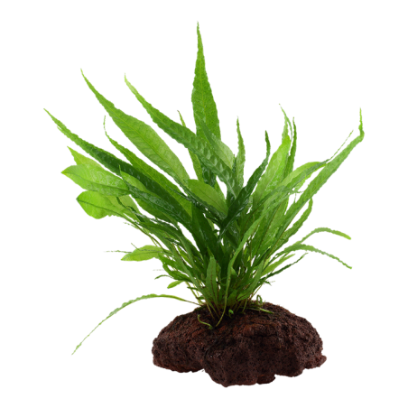 Tropica Microsorum pteropus Rocha Vulcânica