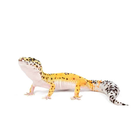 Gecko Leopardo (Eublepharis macularius)