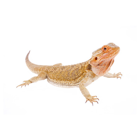 Dragão Barbudo (Pogona vitticeps)