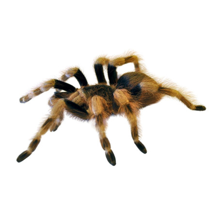 Tarântula Preta e Branca Brasileira (Nhandu coloratovillosus)