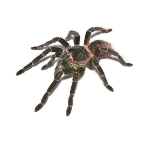 Caranguejeira Rosa Brasileira (Lasiodora striatipes)