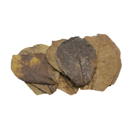 Nature4Pets Folhas de Catappa XS Nano