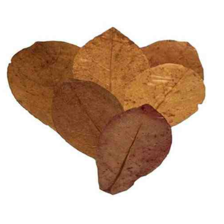 Nature4Pets Folhas de Catappa M