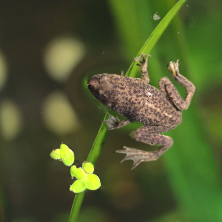 Rã Anã Africana (Hymenochirus curtipes)