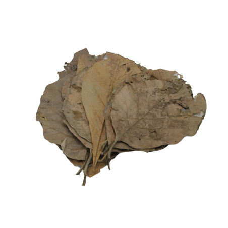 Nature4Pets Folhas de Teca - Teak Leaves