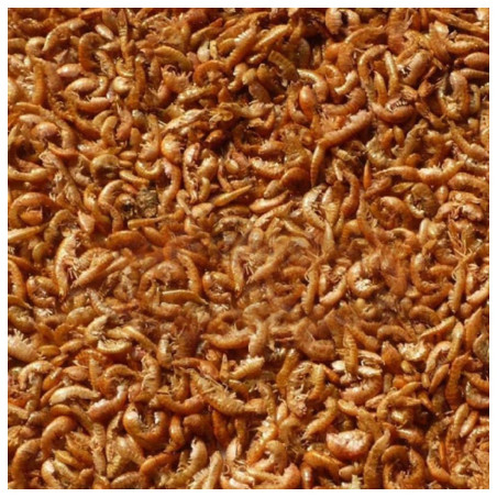 Tartuguex Gammarus Limpo e Calibrado