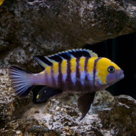 Cynotilapia afra