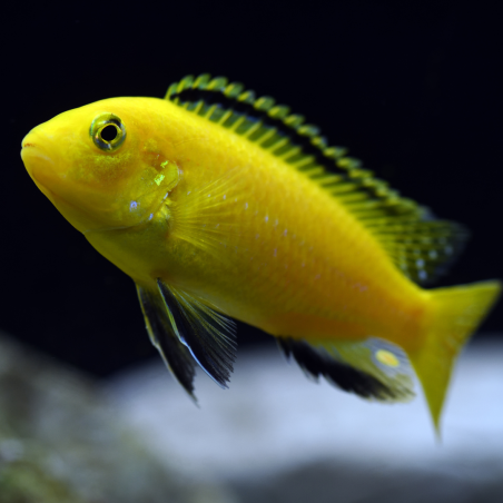 Labidochromis caeruleus
