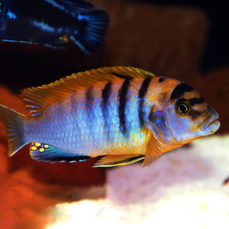 Labidochromis hongi kimpuma