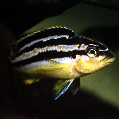 Melanochromis auratus