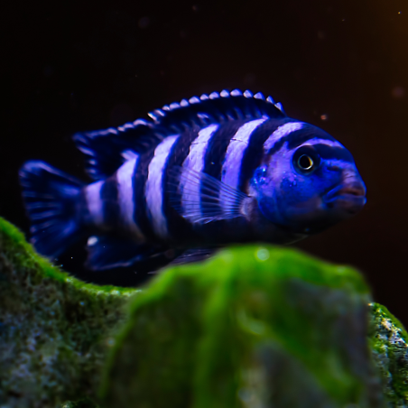 Pseudotropheus demasoni