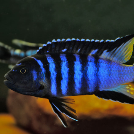 Pseudotropheus elongatus