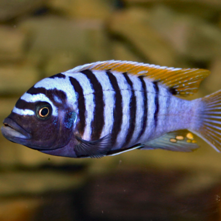 Maylandia zebra