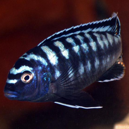 Pseudotropheus interruptus