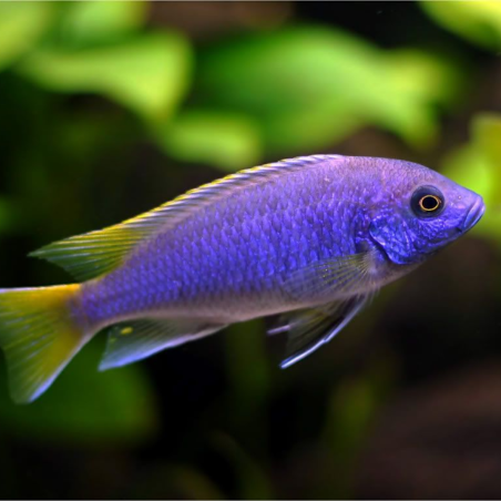 Pseudotropheus acei