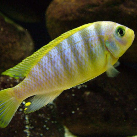 Pseudotropheus aurora