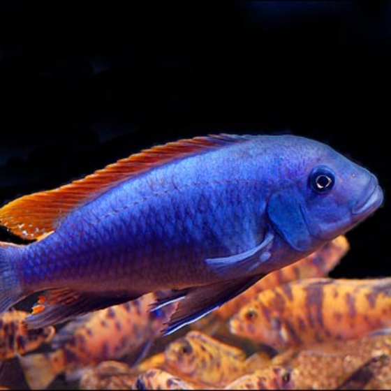 Pseudotropheus greshakei