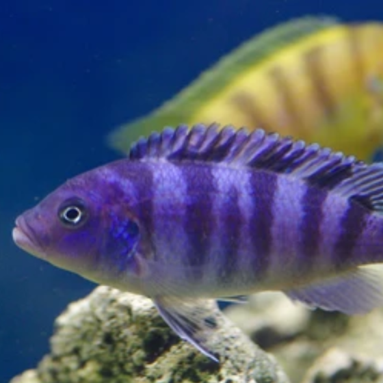 Pseudotropheus lombardoi