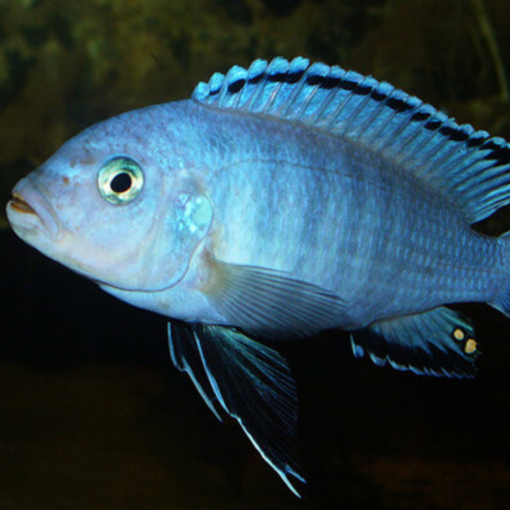 Pseudotropheus socolofi