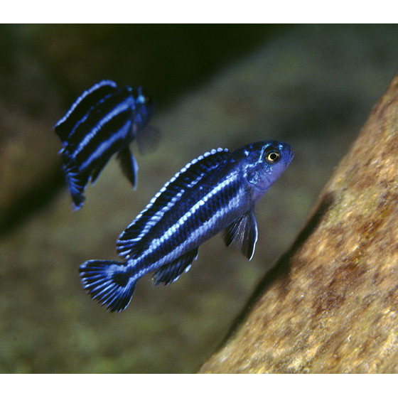 Pseudotropheus cyaneorhabdos