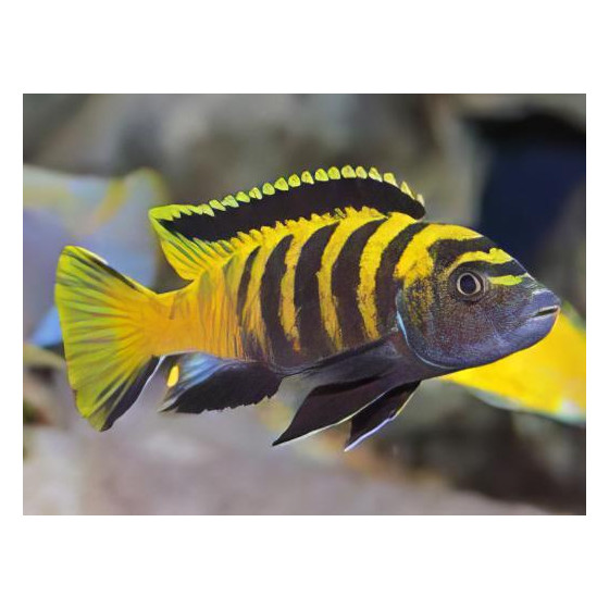 Pseudotropheus flavus