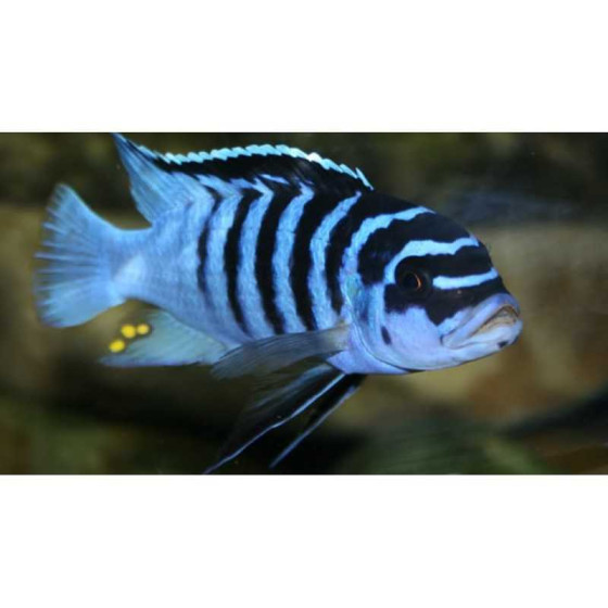 Pseudotropheus zebra