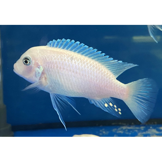 Pseudotropheus callainos