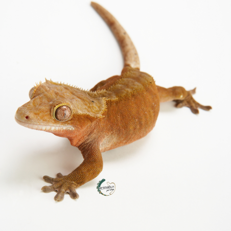 Gecko Crestado (Correlophus Ciliatus)
